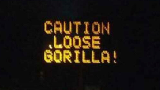 Is A Gorilla Loose In Texas?